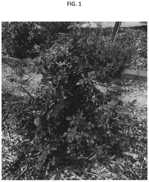Figure 1 of US plant patent PP33543, the photograph of GRAbgtg printed in the patent.