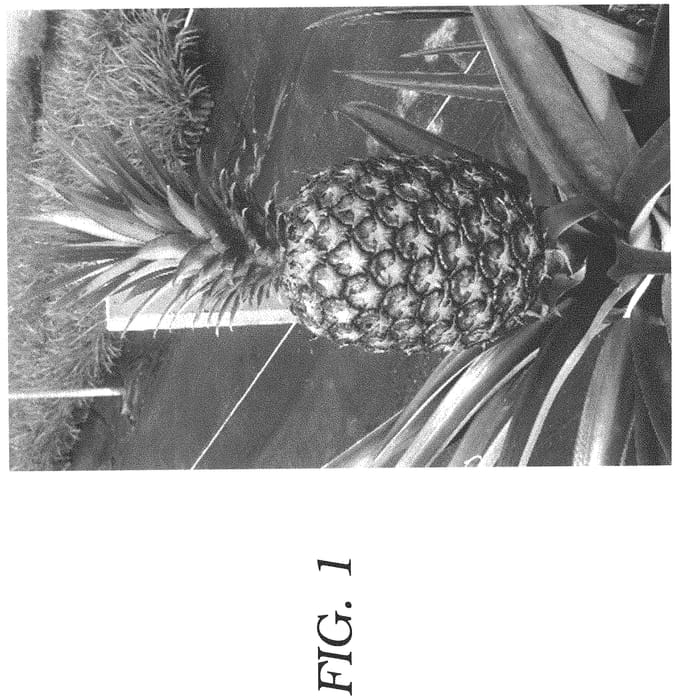 Figure 1 of US plant patent PP33544, the photograph of Vintage Ruby printed in the patent.