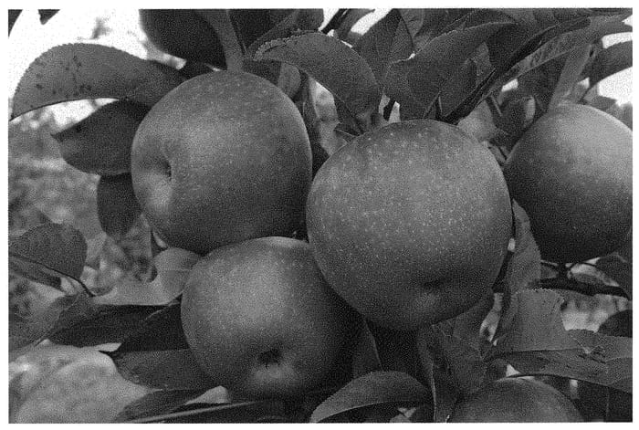 Figure 1 of US plant patent PP33545, the photograph of PremA003 printed in the patent.