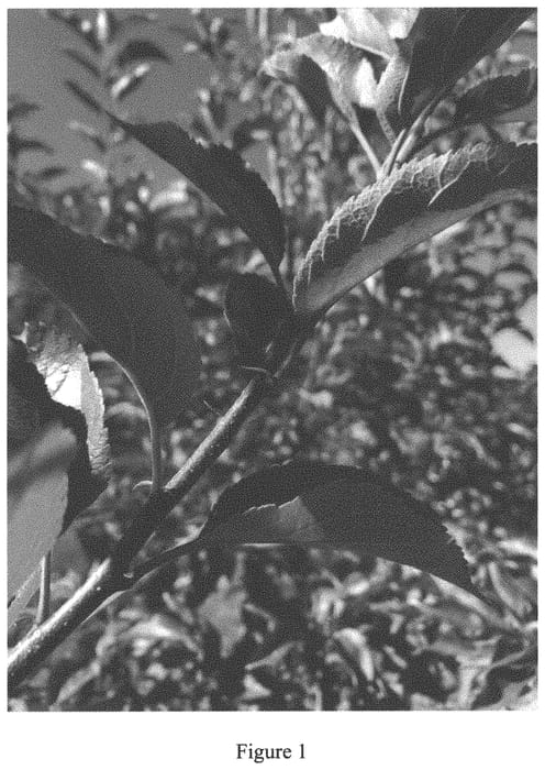 Figure 1 of US plant patent PP33546, the photograph of Apple tree named NJ150 printed in the patent.