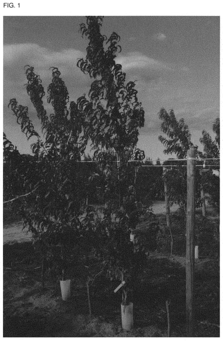 Figure 1 of US plant patent PP33547, the photograph of CAKEPOP printed in the patent.