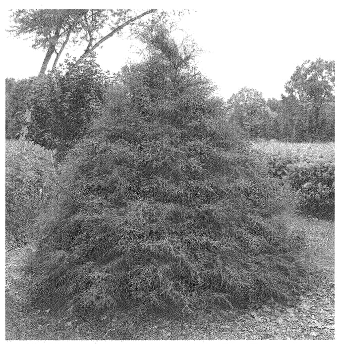 Figure 1 of US plant patent PP33548, the photograph of SMNCLUTL printed in the patent.