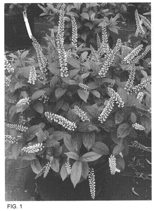 Figure 1 of US plant patent PP33549, the photograph of SMNIVMM printed in the patent.
