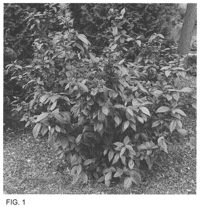Figure 1 of US plant patent PP33550, the photograph of SMNCAF printed in the patent.
