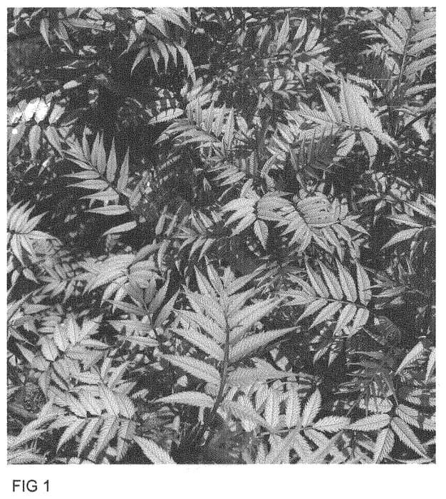 Figure 1 of US plant patent PP33551, the photograph of SMNSSC printed in the patent.