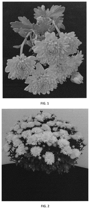 Figure 1 of US plant patent PP33552, the photograph of CIFZ0078 printed in the patent.