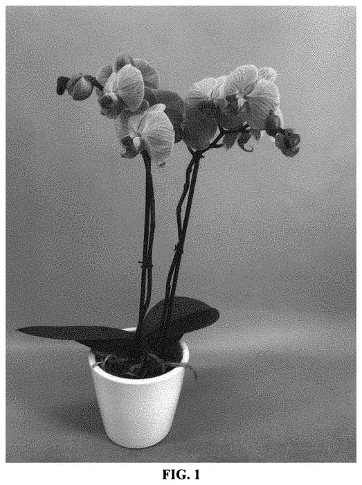 Figure 1 of US plant patent PP33553, the photograph of PHALJALZE printed in the patent.