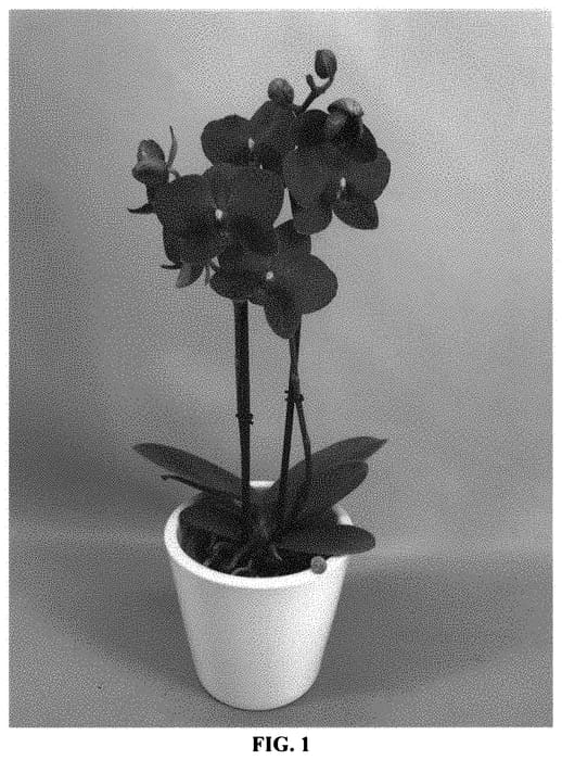 Figure 1 of US plant patent PP33554, the photograph of PHA1904894 printed in the patent.