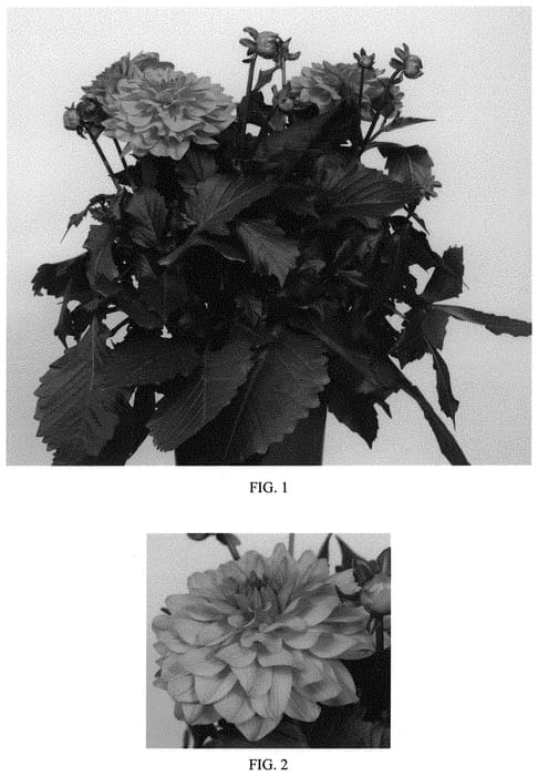 Figure 1 of US plant patent PP33555, the photograph of Baldamaxliv printed in the patent.