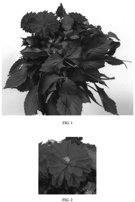 Figure 1 of US plant patent PP33556, the photograph of Baldadendre printed in the patent.