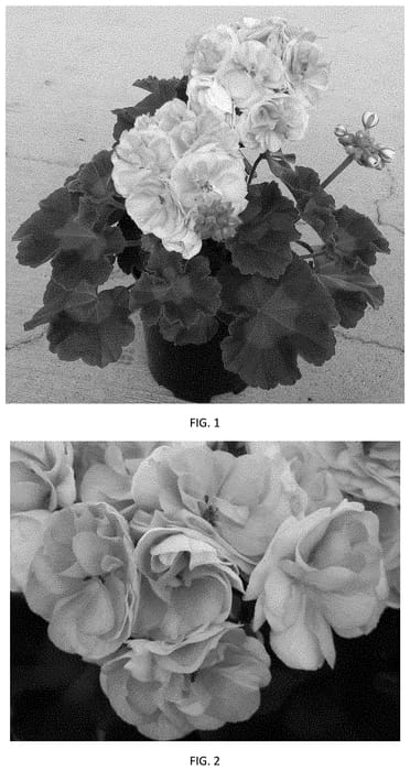 Figure 1 of US plant patent PP33557, the photograph of PECZ0020 printed in the patent.