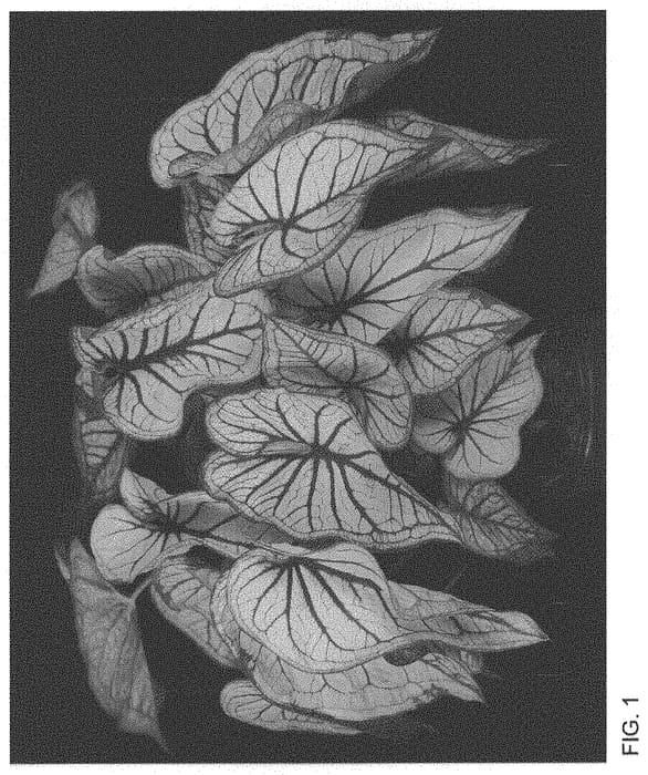 Figure 1 of US plant patent PP33558, the photograph of GPR 013-2243 printed in the patent.