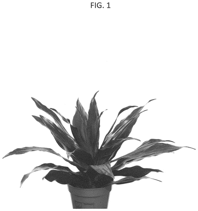 Figure 1 of US plant patent PP33559, the photograph of 0801BJ printed in the patent.
