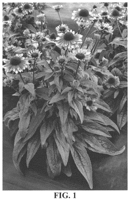 Figure 1 of US plant patent PP33560, the photograph of TNECHSS printed in the patent.