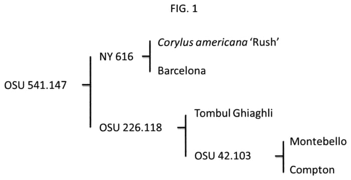 Figure 1 of US plant patent PP33561, the photograph of OSU 541.147 printed in the patent.
