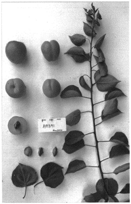Figure 1 of US plant patent PP33562, the photograph of Suapri15 printed in the patent.