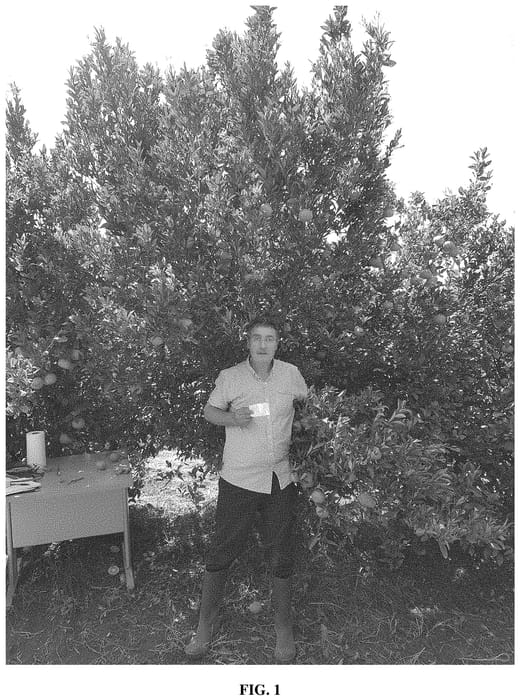 Figure 1 of US plant patent PP33563, the photograph of Star Cott 1 printed in the patent.