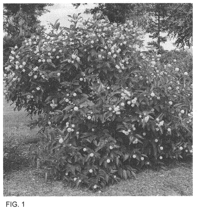 Figure 1 of US plant patent PP33564, the photograph of SMCBM printed in the patent.