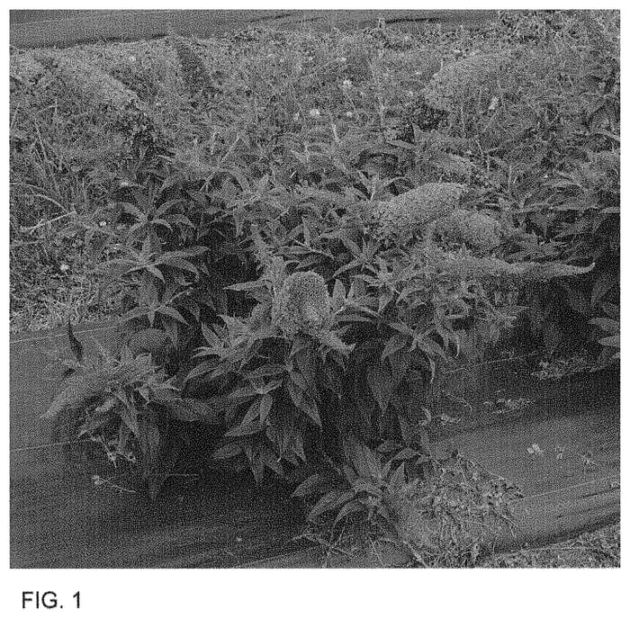 Figure 1 of US plant patent PP33565, the photograph of SMNBDB printed in the patent.