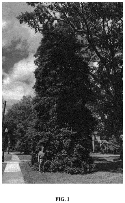 Figure 1 of US plant patent PP33567, the photograph of IPOC printed in the patent.
