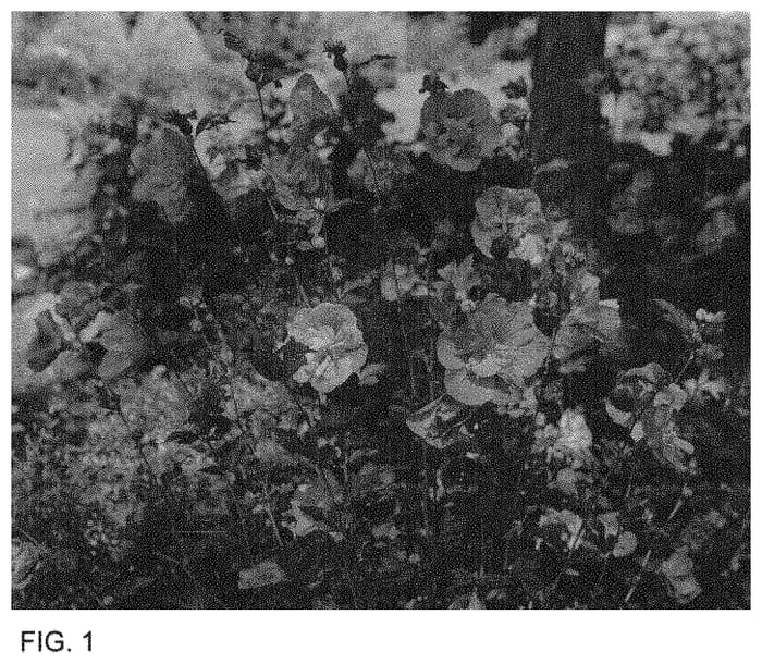 Figure 1 of US plant patent PP33568, the photograph of SMNHSPCL printed in the patent.