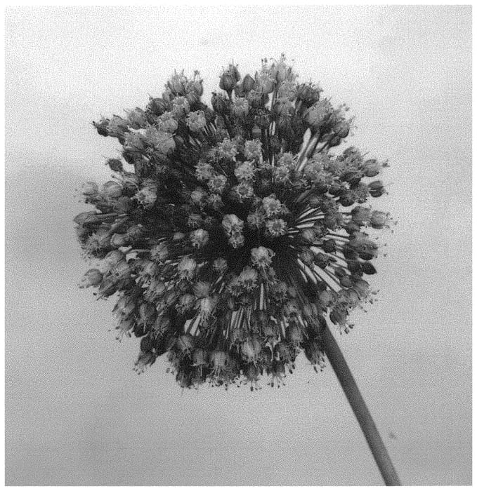 Figure 1 of US plant patent PP33569, the photograph of BERALJAS printed in the patent.
