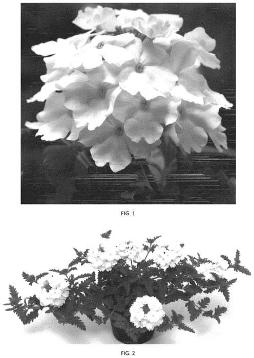 Figure 1 of US plant patent PP33570, the photograph of VEAZ0063 printed in the patent.