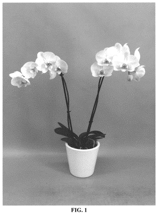 Figure 1 of US plant patent PP33571, the photograph of PHALHOQGAI printed in the patent.