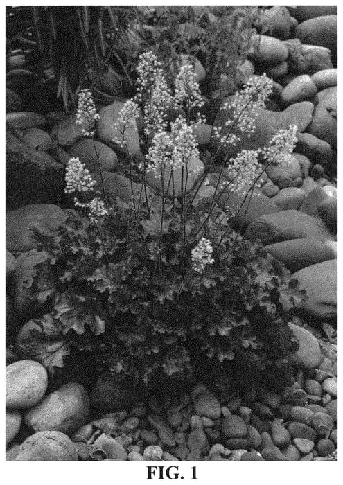 Figure 1 of US plant patent PP33572, the photograph of Ruby Tuesday printed in the patent.