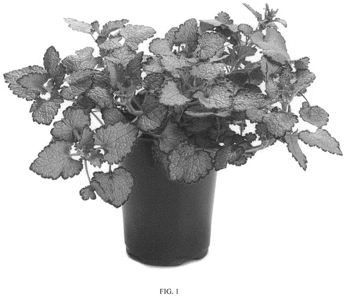 Figure 1 of US plant patent PP33573, the photograph of Orchid Frost Grande printed in the patent.