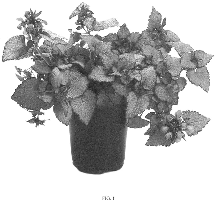 Figure 1 of US plant patent PP33574, the photograph of Orchid Frost Gold printed in the patent.
