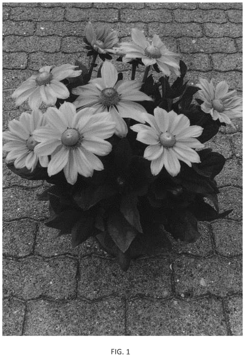 Figure 1 of US plant patent PP33575, the photograph of BullRudi 09 printed in the patent.
