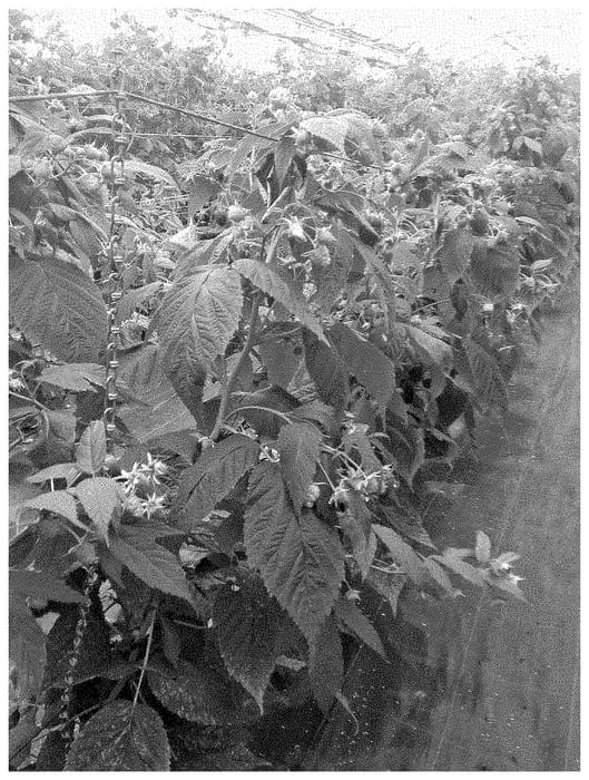 Figure 1 of US plant patent PP33576, the photograph of ABB 127 printed in the patent.