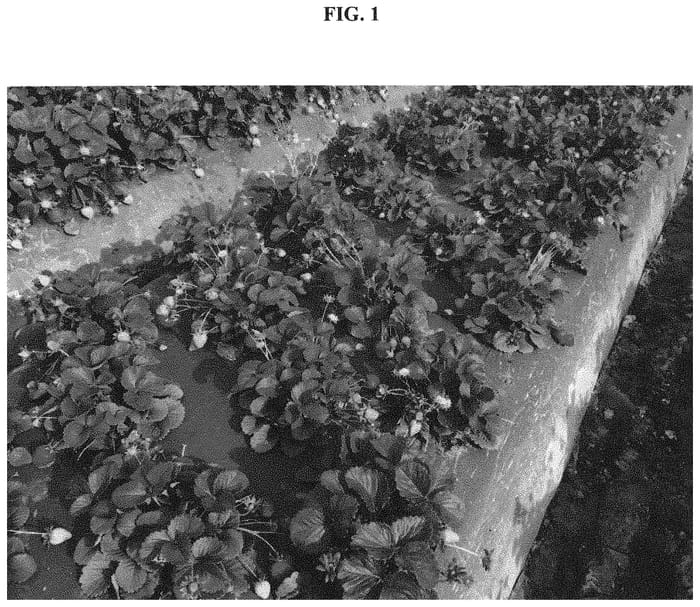 Figure 1 of US plant patent PP33577, the photograph of BG-12.3241 printed in the patent.