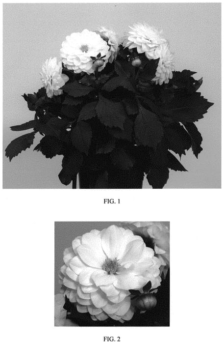 Figure 1 of US plant patent PP33578, the photograph of Baldadenwhi printed in the patent.