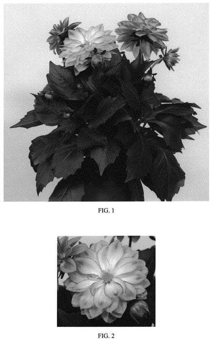 Figure 1 of US plant patent PP33579, the photograph of Baldamidlip printed in the patent.