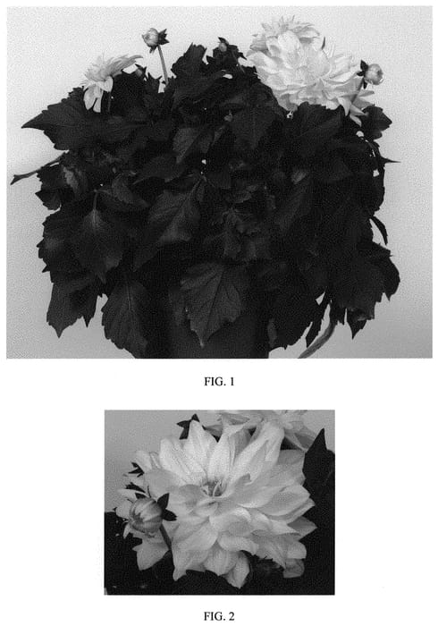 Figure 1 of US plant patent PP33580, the photograph of Baldadenyel printed in the patent.