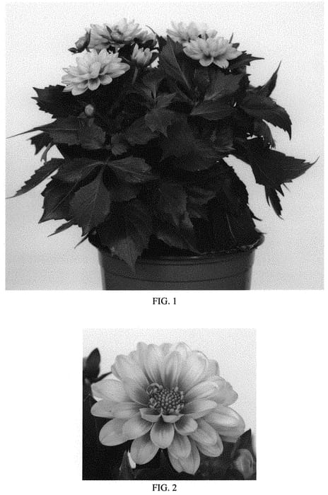 Figure 1 of US plant patent PP33581, the photograph of Baldaminpec printed in the patent.