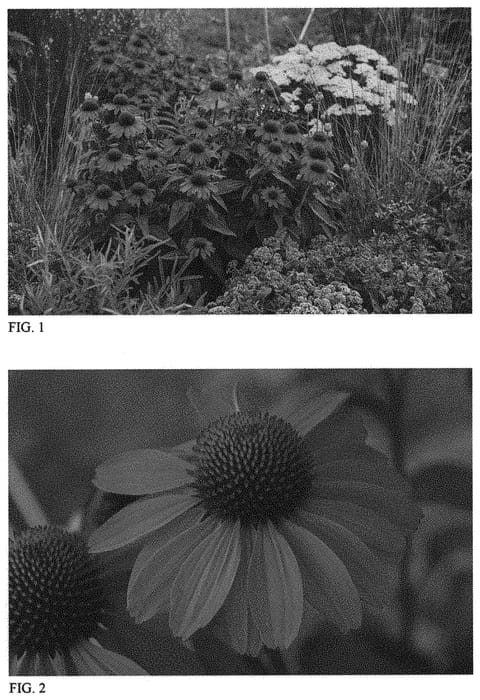 Figure 1 of US plant patent PP33582, the photograph of Frankly Scarlet printed in the patent.
