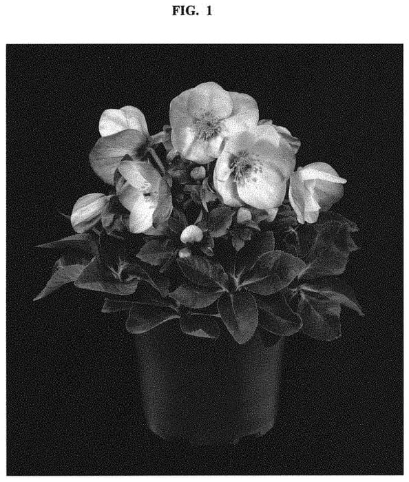 Figure 1 of US plant patent PP33583, the photograph of COSEH 7400 printed in the patent.