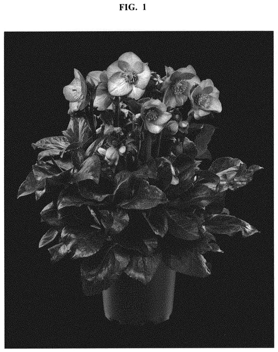 Figure 1 of US plant patent PP33584, the photograph of COSEH 6400 printed in the patent.