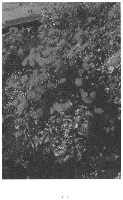 Figure 1 of US plant patent PP33585, the photograph of RUIRI0023A printed in the patent.