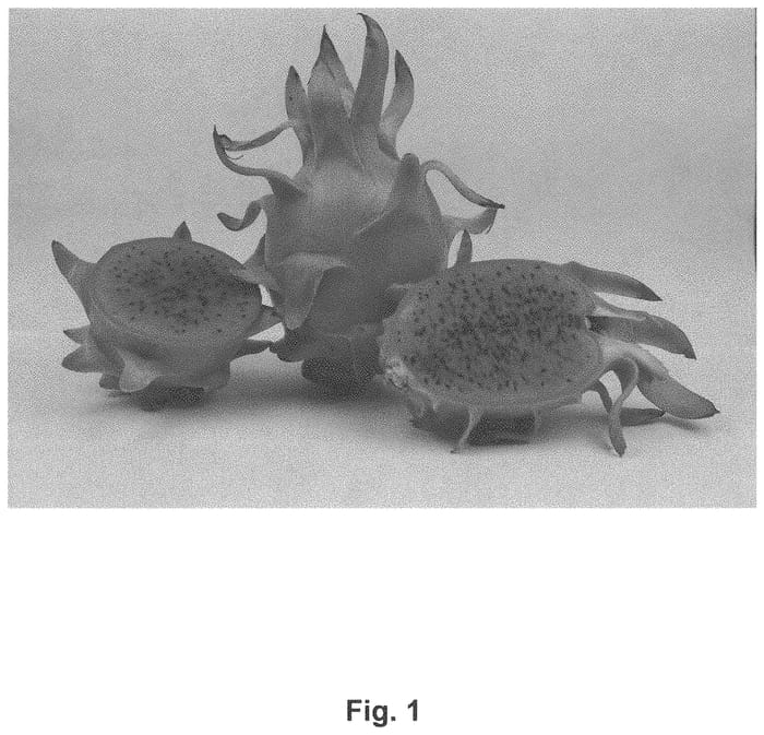Figure 1 of US plant patent PP33586, the photograph of DF2 printed in the patent.