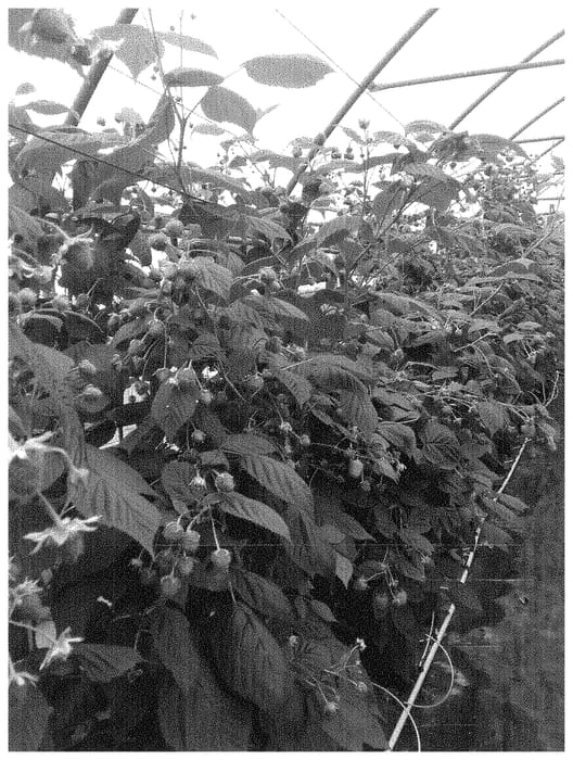 Figure 1 of US plant patent PP33587, the photograph of ABB 119 printed in the patent.