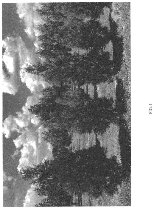 Figure 1 of US plant patent PP33589, the photograph of TPMTF printed in the patent.