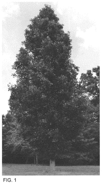 Figure 1 of US plant patent PP33590, the photograph of Milliken printed in the patent.