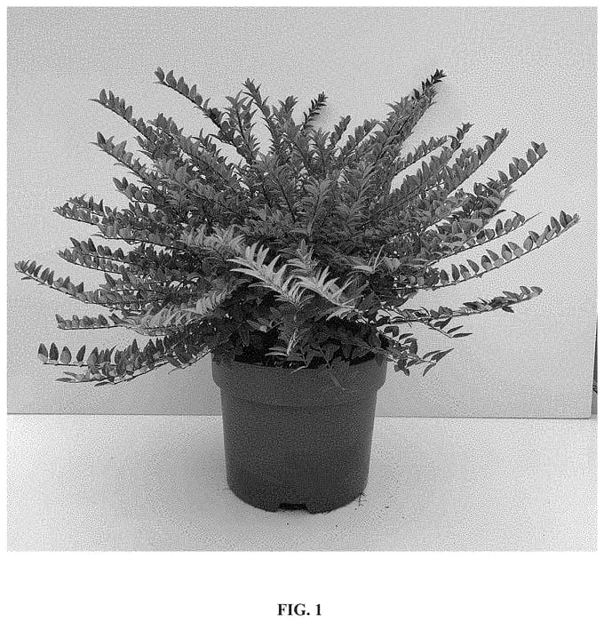 Figure 1 of US plant patent PP33591, the photograph of GRLN01 printed in the patent.
