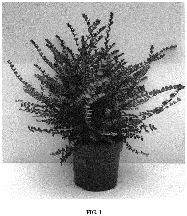 Figure 1 of US plant patent PP33592, the photograph of GRLN03 printed in the patent.