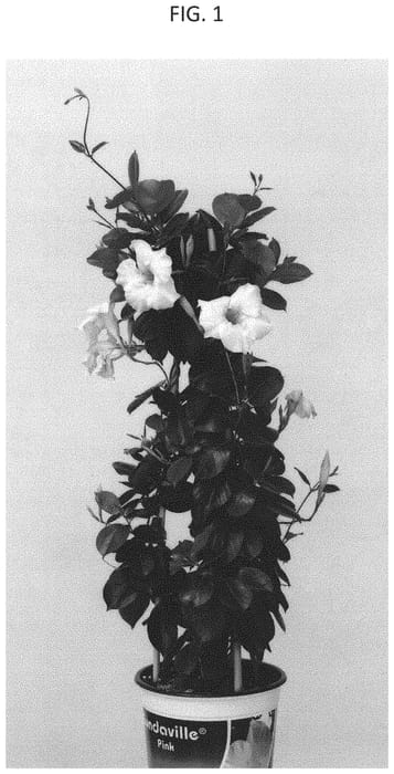 Figure 1 of US plant patent PP33593, the photograph of PATMANROS2 printed in the patent.