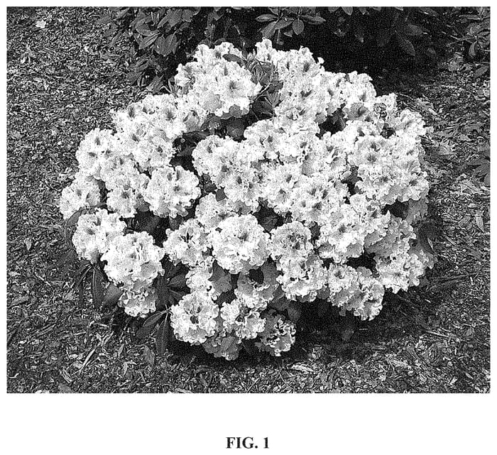 Figure 1 of US plant patent PP33594, the photograph of HoldenRhodo201 printed in the patent.